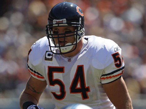 Grizzly Bears and Teddy Bears: Bears vs. Dolphins
