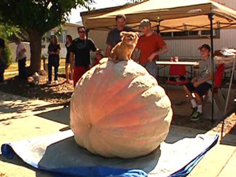 Thursday Watch List: The Great Pumpkin!