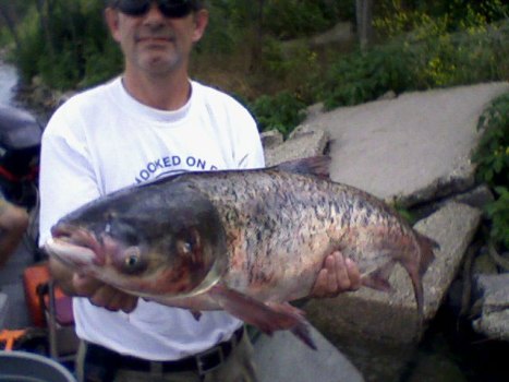 FIPs Don't Care About Asian Carp