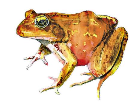 Red Frog Reaps Award for Approach to Office Culture 