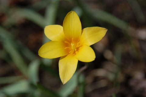 It's Alive! Spring Returns to Chicago
