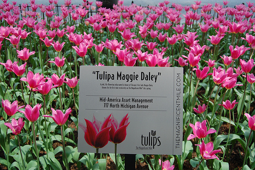 Tulipa Maggie Daley