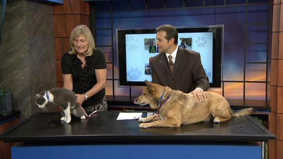 Adopt A Pet - Aug 6