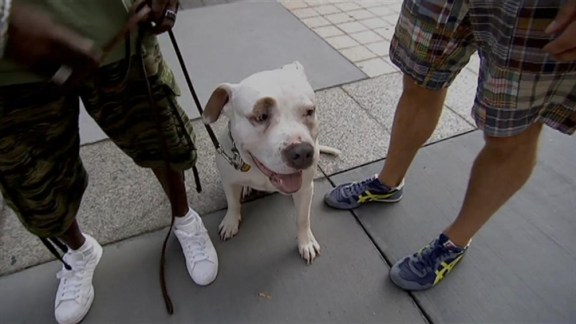 Rescued Dogs Transformed into Therapy Dogs for Vets