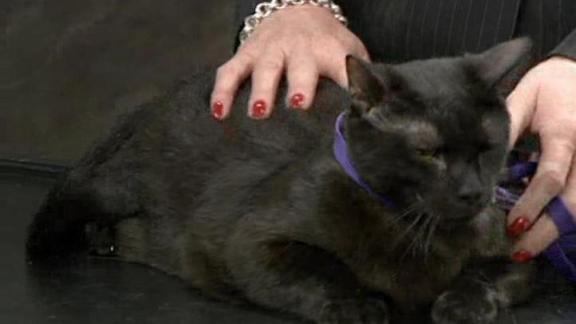 Sunday's Adopt A Pet