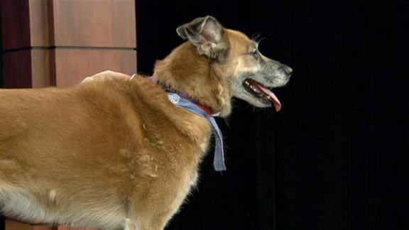 Adopt a Pet: Sunday, Aug 28