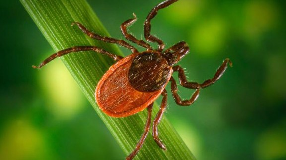 How to Reduce Risk of Infection from Ticks