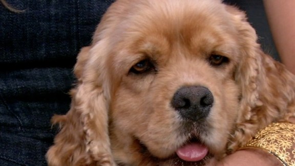 Adopt A Pet: Saturday, April 30