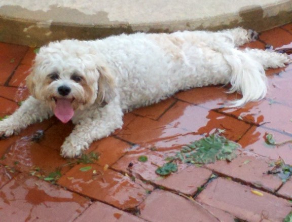 Adopt A Pet  - 7/30/11