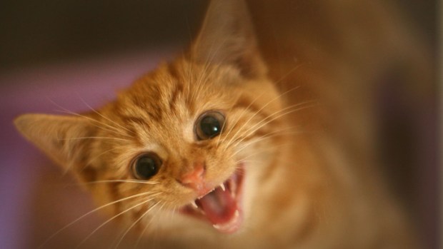 The Science and Art of Viral Videos