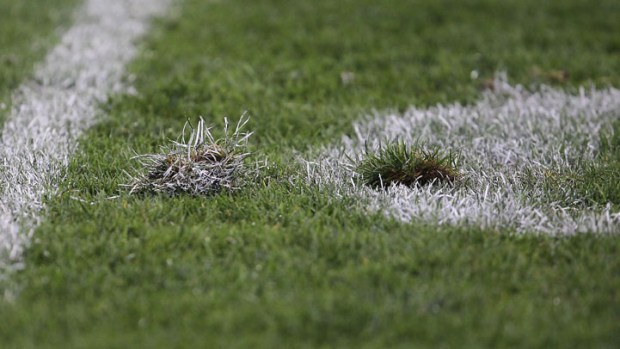 Bear Bites: What to Do About the Sod? 