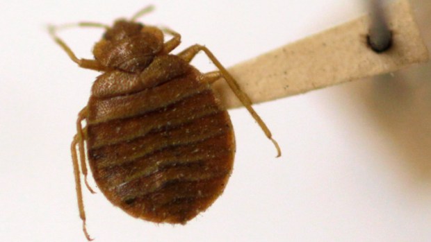 Aldermen Take Aim At Bed Bugs