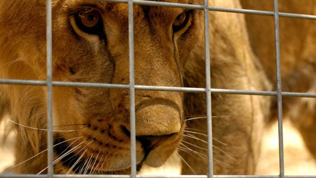 Proposed Bill Aims to Ban Lion Meat