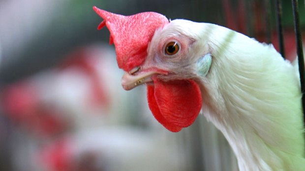 Conservatives and Liberals Defend Chick-fil-A