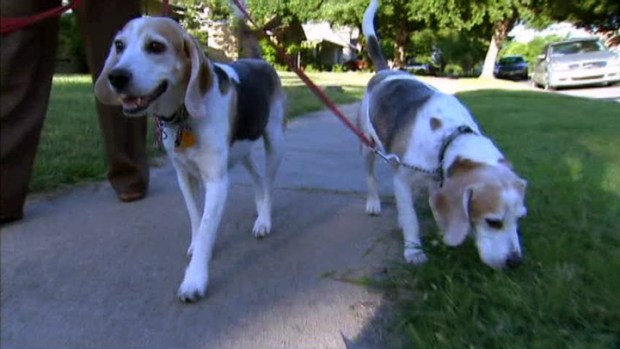 Is Chicago Ready for a Social Networking Site for Pets?