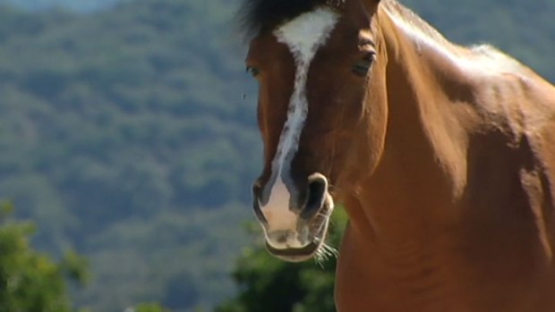 How Horses Galloping Onto Plates Affects Local Economy
