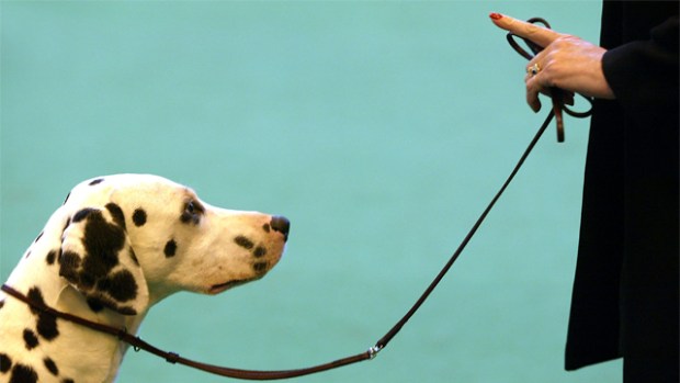 Enforce The Leash Law, Not The License Law