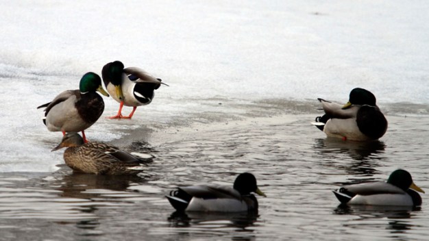 Man Runs onto Frozen Lake to Avoid Jail