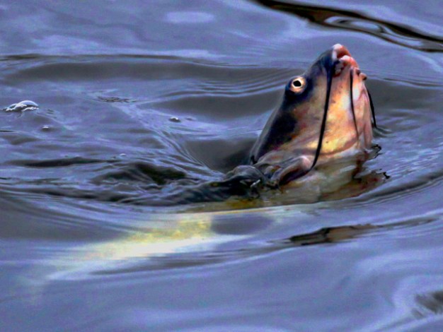 Report Proposes Dividing Great Lakes, Mississippi