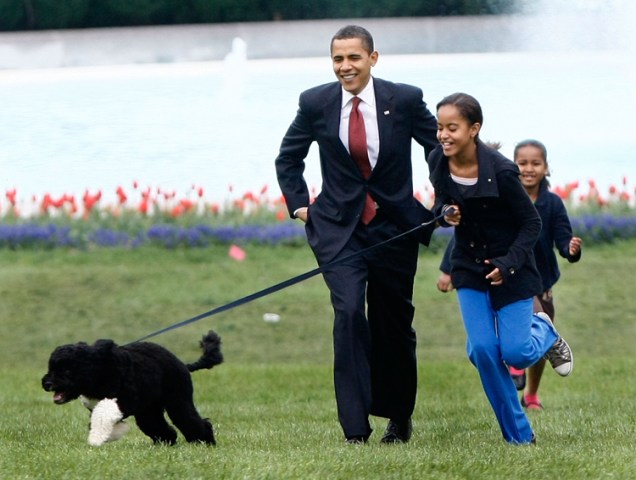 Bo Obama Turns One
