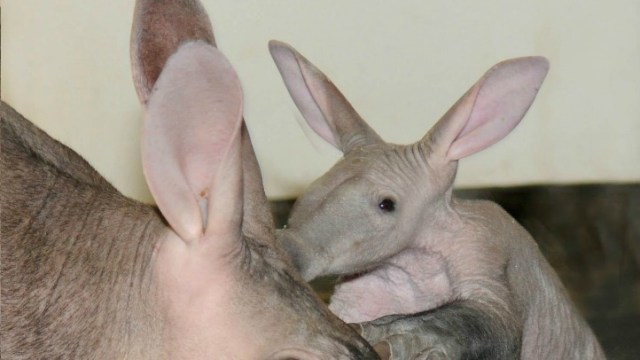 Brookfield Zoo Welcomes Aardvark Calf