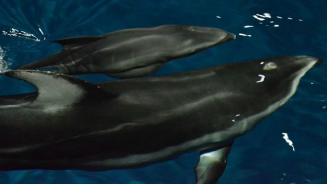 Photos: Shedd Welcomes Baby Dolphin