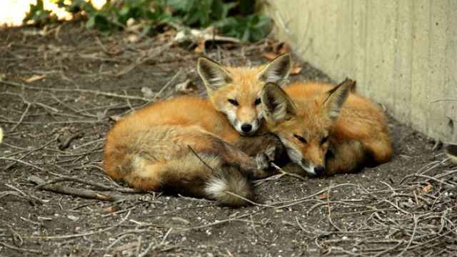 Baby Foxes Make NU Home
