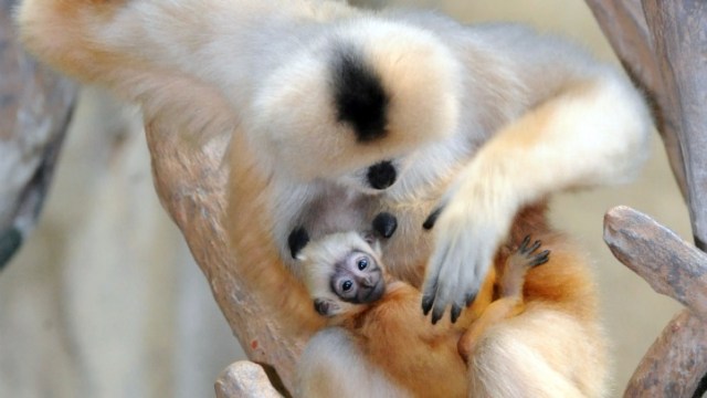 Infant White-Cheeked Gibbon