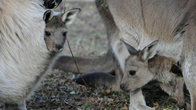 Kangaroo Joeys Emerge At Brookfield Zoo
