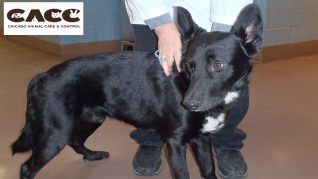 Rescued Dog Recovers at Chicago Animal Care & Control