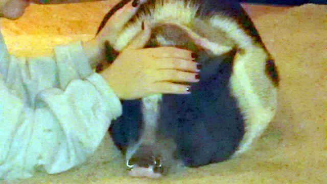 Second City Animal Stories