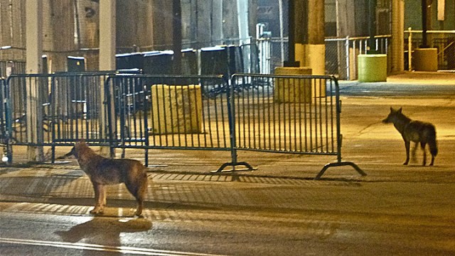 Year In Review: Animal Stories of 2012