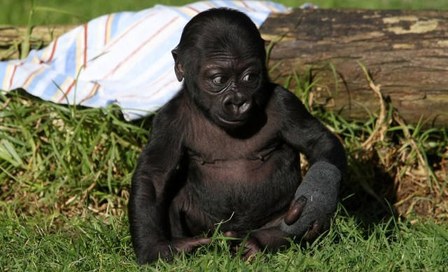 San Francisco Zoo Names Its Newest, Cutest Star