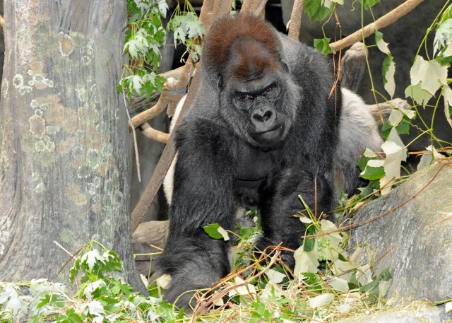 PHOTOS: Brookfield Zoo Welcomes JoJo to Breeding Program