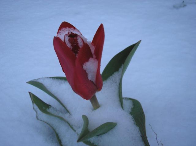 You Call This Spring?