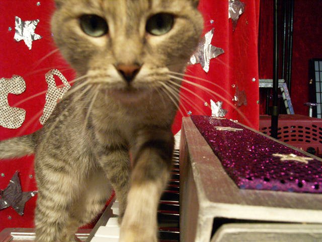Acro-Cats Save Homeless Felines