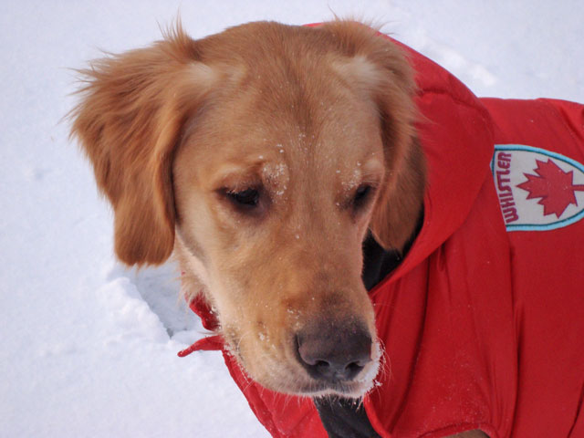 Chicago Pets in the Snow