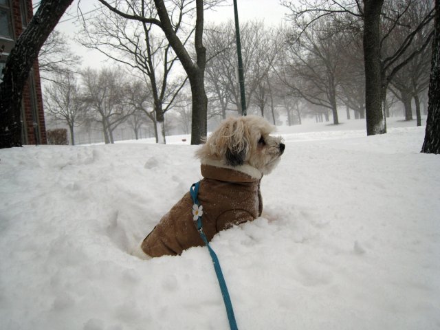 Blizzard 2011: Animals in the Snow