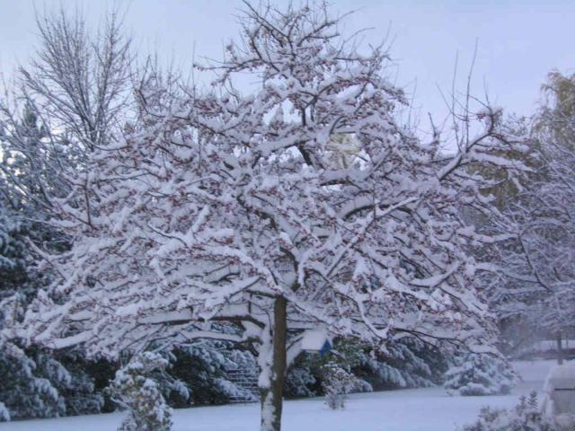 Ice to Meet You! First Snow Hits NW Indiana and Chicago