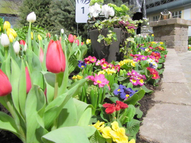 Chicago Flower and Garden Show Blooms