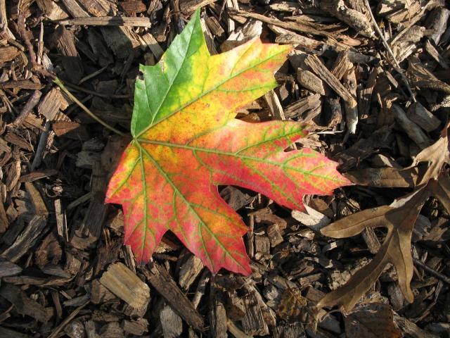 Visions of Fall in Chicago and Beyond