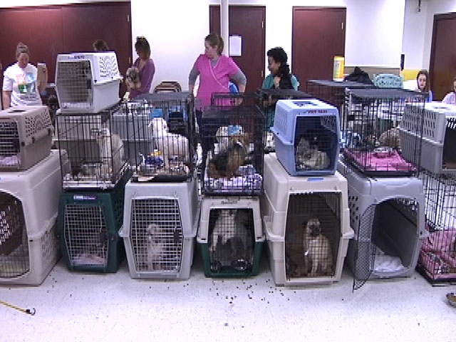 Dozens of Designer Dogs Rescued