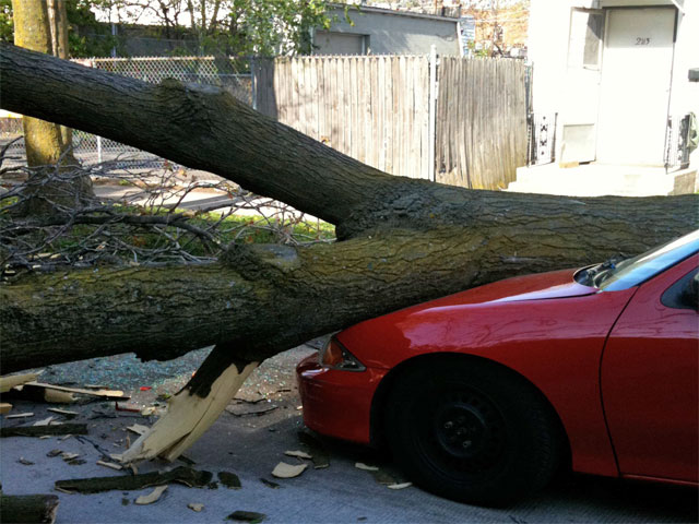 Wind-Toppled Tree Crushes Car