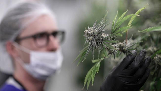 Nevada pot shops see green as sales of legal recreational marijuana begin
