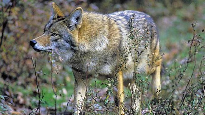 Residents in suburban Aurora are being warned to be on the lookout after a man was attacked by a coyote in his own backyard. Natalie Martinez reports.