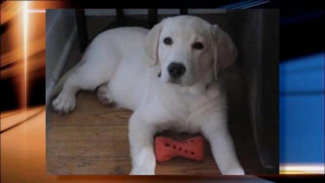 Two puppies purchased at Happiness is Pets suffered tell-tale signs of distemper, owners say.