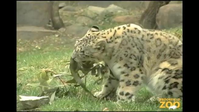 Brookfield Zoo