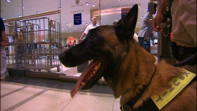 They're cheap and very effective.  These highly trained dogs are Amtrak's primary line of defense against would-be bombers.