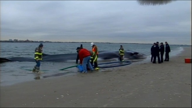 See video of the whale that was beached Wednesday morning in Breezy Point.