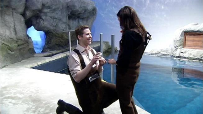 Matt and Krystal got engaged in front of the Beluga Whales at the Shedd Aquarium!